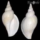 Image of Norway whelk