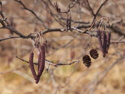 Image of European alder