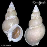 Buccinum Linnaeus 1758 resmi