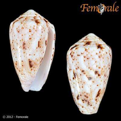 Image of cone snails