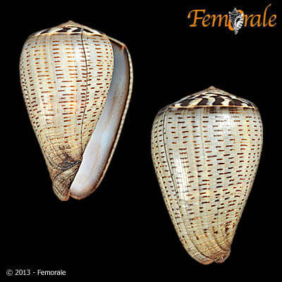 Image de Conus glaucus Linnaeus 1758