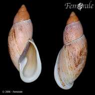 Image of Flax snail