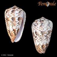 Image of cone snails