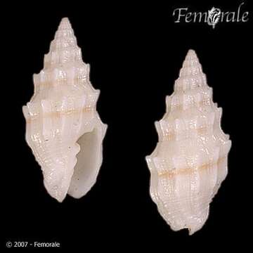 Image of Turbinelloidea Rafinesque 1815