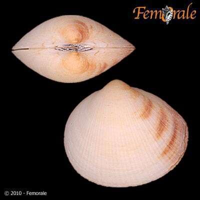 Image of Glycymerididae Dall 1908