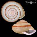 Image of Jeanneretia paralella Torre