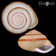 Image of Jeanneretia paralella Torre