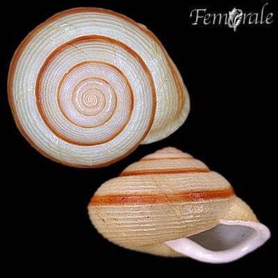Image of Jeanneretia paralella Torre