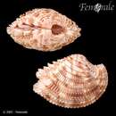 Image of lamellate venus clam