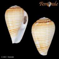 Image de Conus fuscolineatus G. B. Sowerby Iii 1905