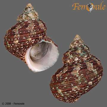 Image of turban snail