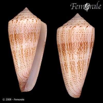 Image of <i>Conus furvus albicans</i> Sowerby 1857