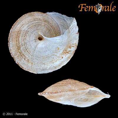 Image of Helicellidae