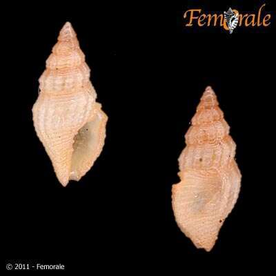 Plancia ëd Clathurellidae H. Adams & A. Adams 1858