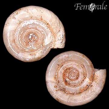 Image of ramshorn snails