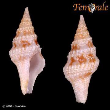 Imagem de Clavatulidae Gray 1853