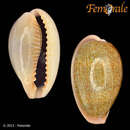 Image of egg cowrie