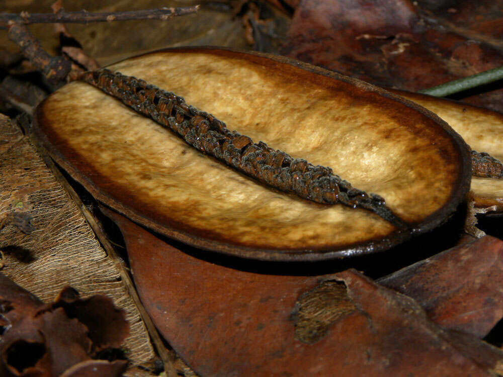 Image of Jacaranda copaia (Aubl.) D. Don