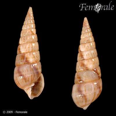 unclassified Gastropoda resmi