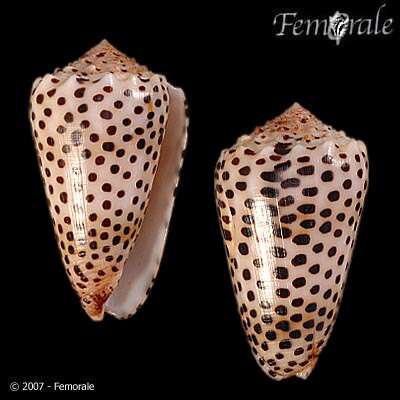 Image of cone snails