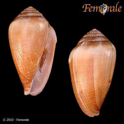 Image of cone snails