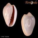 Image of plum marginella