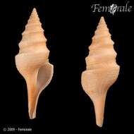 Image of Gemmula Weinkauff 1875