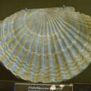 Image of Flabellipecten besseri (Andrzejowski 1830)