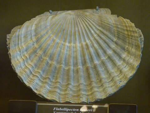 Image of Flabellipecten besseri (Andrzejowski 1830)