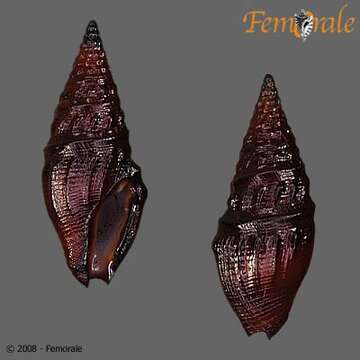 Imagem de Pseudomelatomidae J. P. E. Morrison 1966