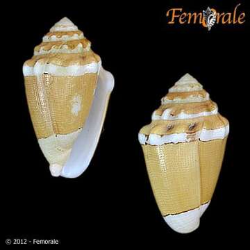 Image of cone snails