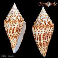 Image of cone snails