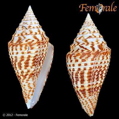 Image of cone snails