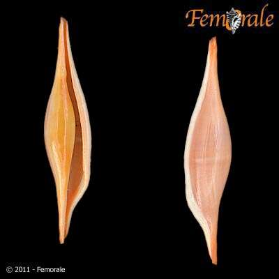 Image of Spindle Cowries