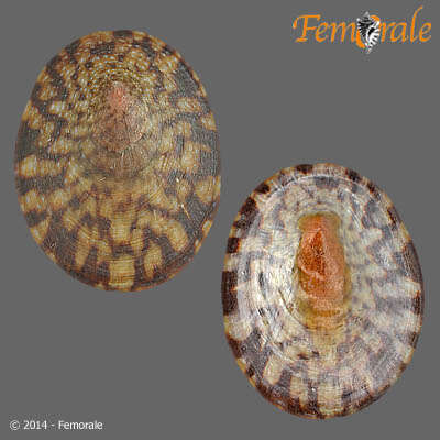 Image of Nacellidae Thiele 1891