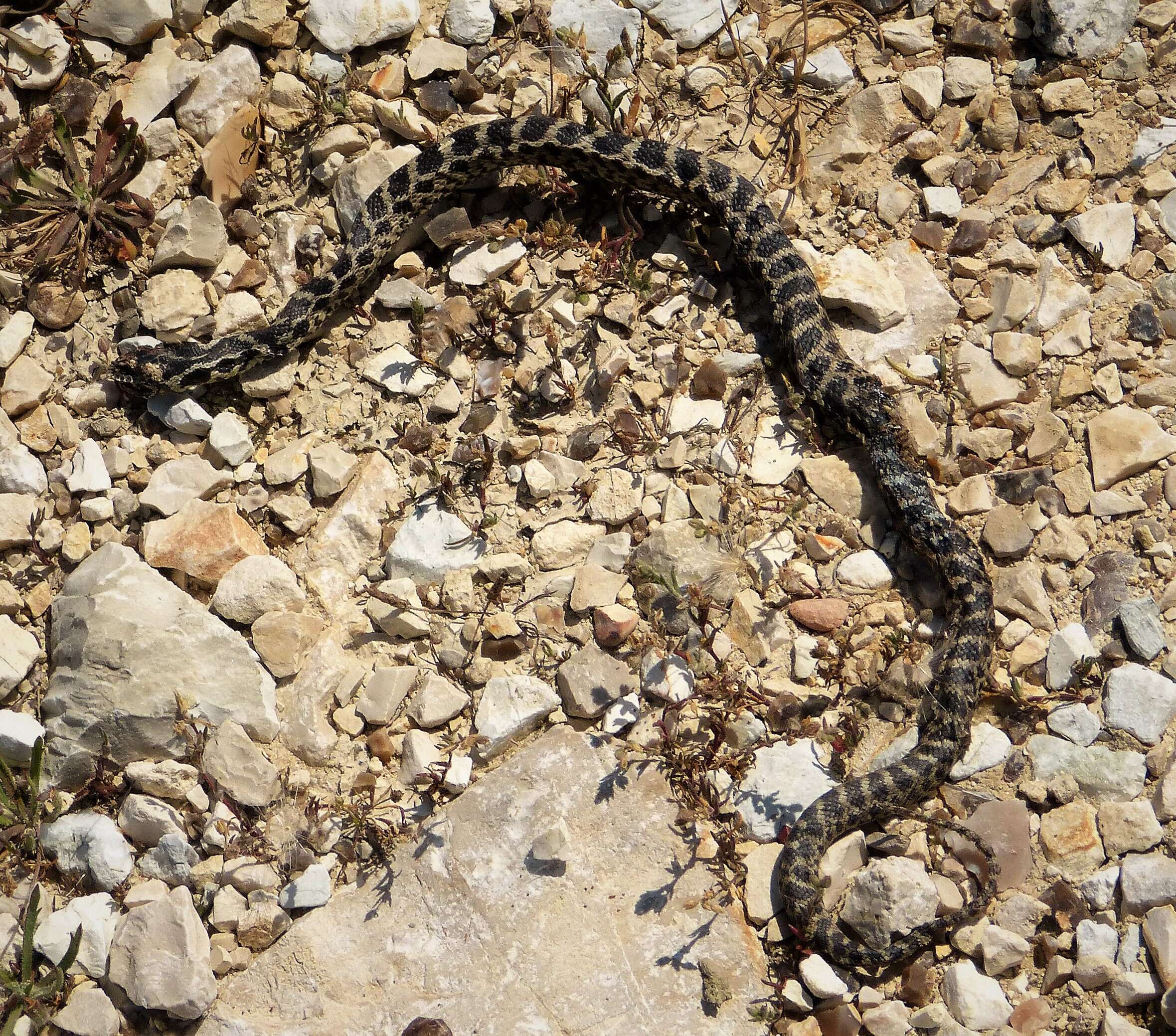 Image of Four-lined Snake