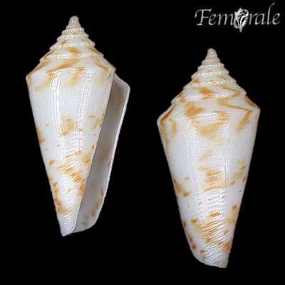 Image of cone snails