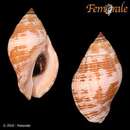 Image of sertum rock shell