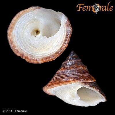 Image of Modulidae