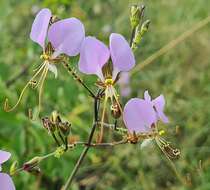 Image of Aneilema dregeanum Kunth