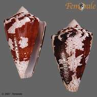 Image of cone snails