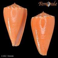 Image of cone snails