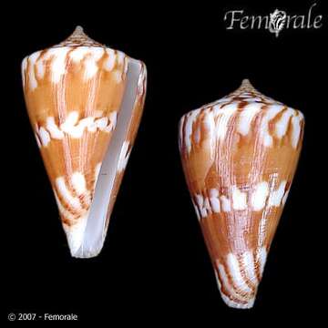 Image of Conus capitanellus Fulton 1938