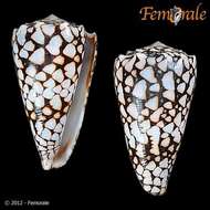 Image of cone snails