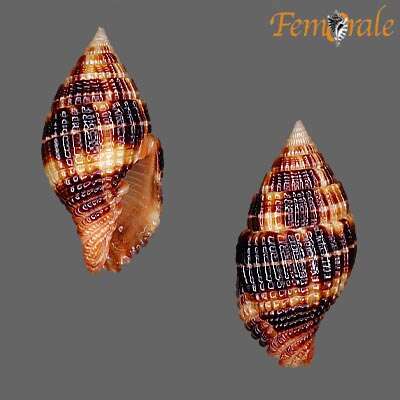 Image de Turbinelloidea Rafinesque 1815