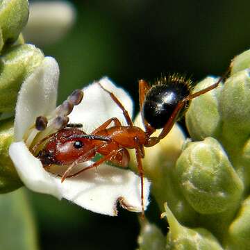 Image de Camponotus floridanus (Buckley 1866)