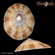 Image of Nacellidae Thiele 1891