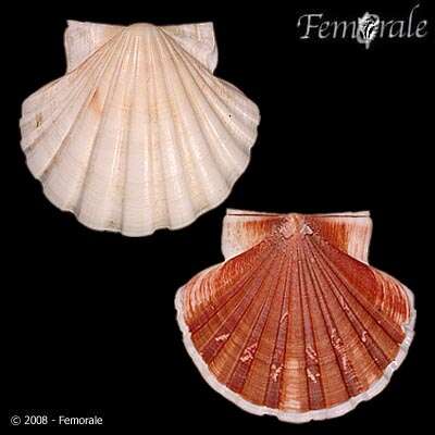 Image of Pecten O. F. Müller 1776