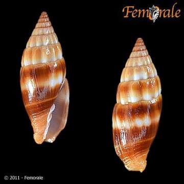 Sivun Protoelongata Herrmann, Stossier & R. Salisbury 2014 kuva