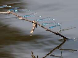 Image of Familiar Bluet